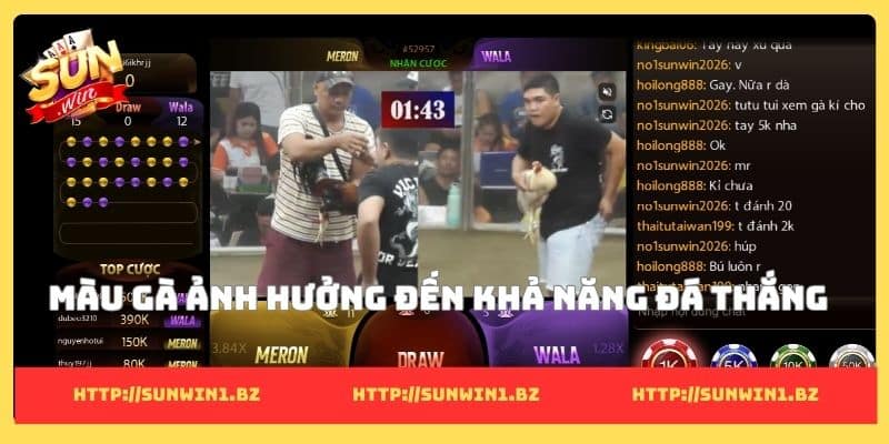 Màu gà ảnh hưởng đến khả năng đá thắng
